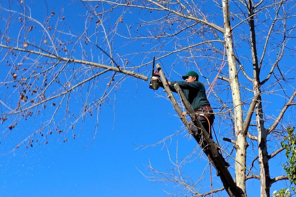 tree trimming Califórnia nicho landscaping - forteforte.com.br