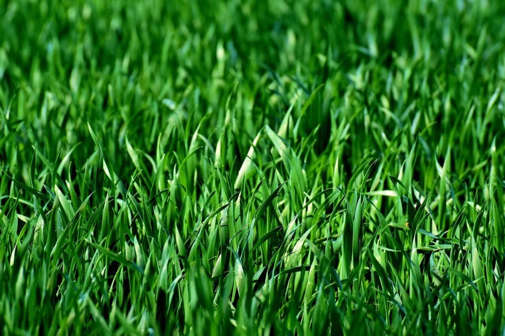 erros landscaping iniciantes EUA - forteforte.com.br